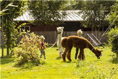 7x Logeren bij de boer; de leukste alpacaboerderijen