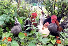 Vakantietips van de boerderij!