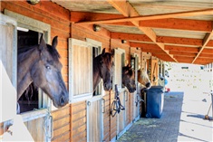 5x Op vakantie in Nederland met je paard!