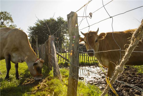 Landhoeve op de Veluwe