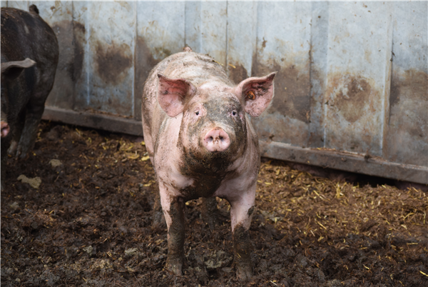 Ferme Rochefort en Ardenne