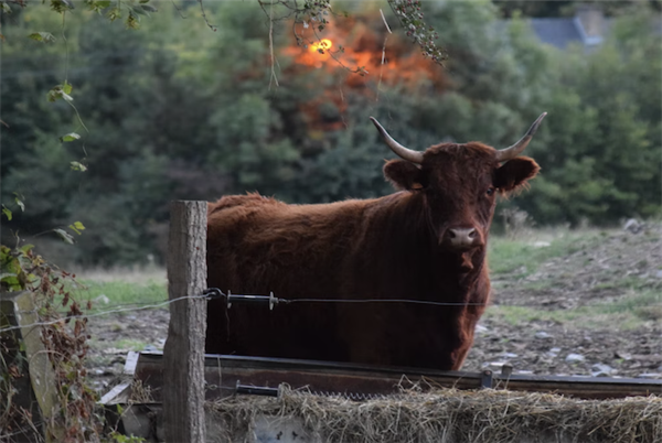 Ferme Rochefort en Ardenne