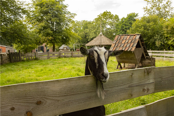 Het Boshuis