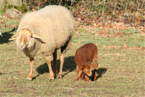 Slapen tussen de schapen